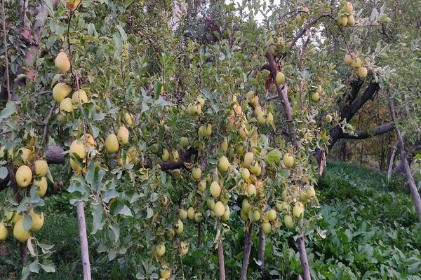 فصل زیبای پاییز در شهر بار نیشابور 