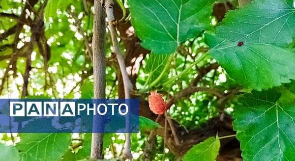 میوه‌های رنگارنگ در لردگان 