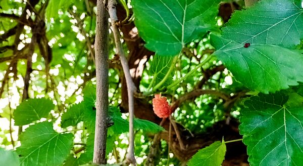 میوه‌های رنگارنگ در لردگان 