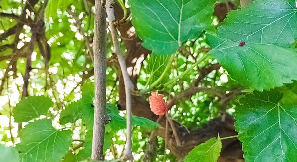 میوه‌های رنگارنگ در لردگان 