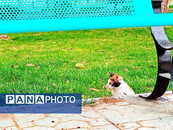 کاشمر در برگریزان پاییز