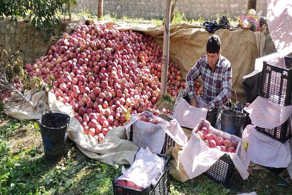 فصل زیبای پاییز در شهر بار نیشابور 