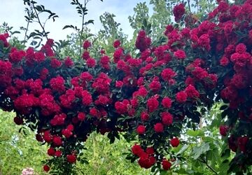 نبض سبزِ زمین؛ روایتی از هم‌صدایی با ریشه‌ها