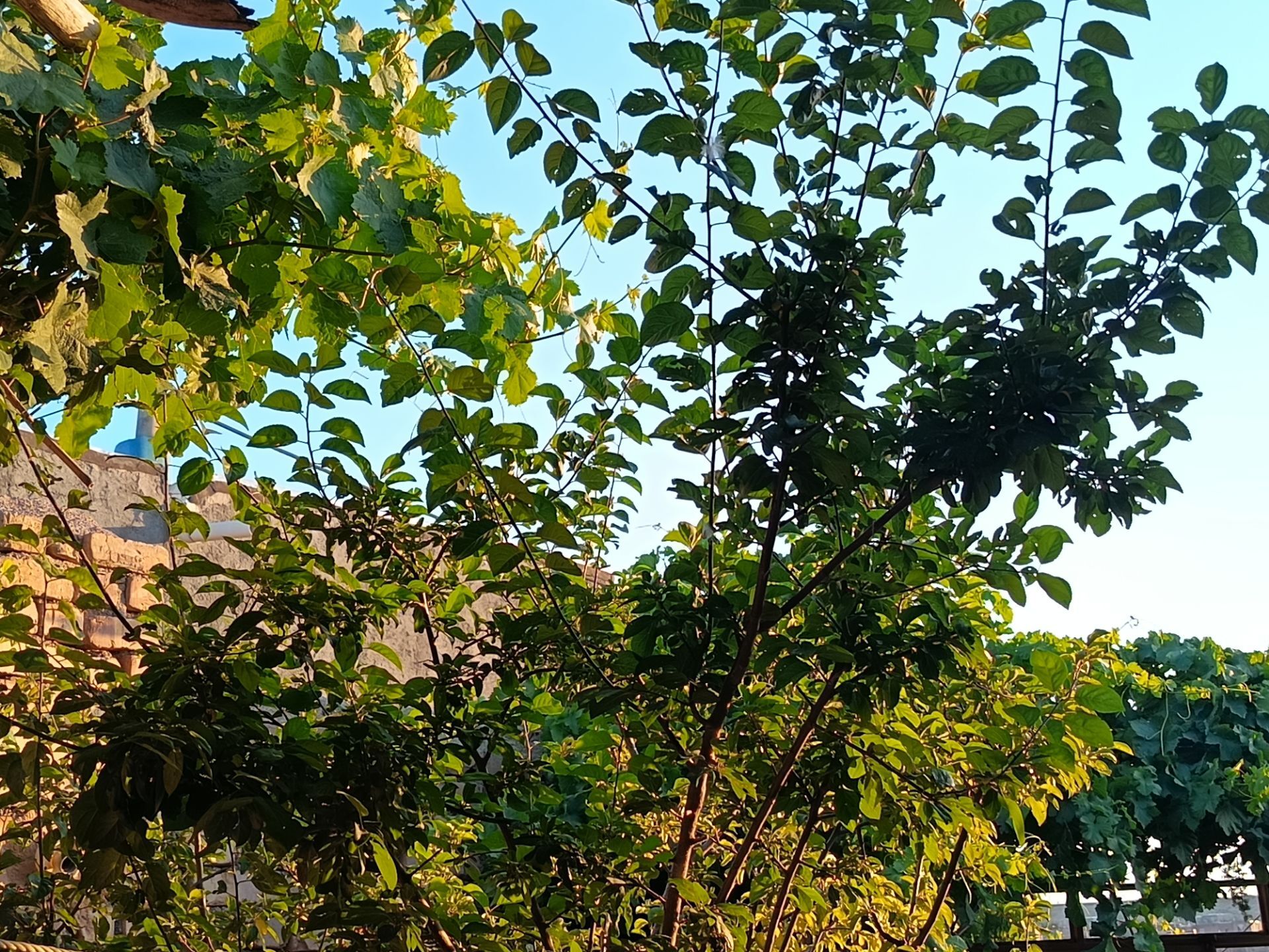 طبیعت در دل روستای برزنون،حال و هوای این دیار از قاب پانا