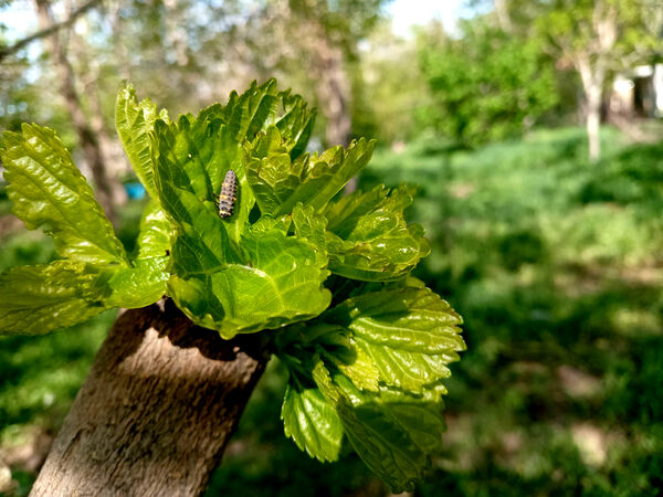 جلوه‌هایی از طبیعت تابستانی خلجستان و جعفرآباد قم