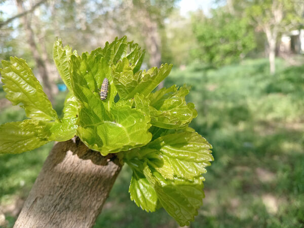 جلوه‌هایی از طبیعت تابستانی خلجستان و جعفرآباد قم