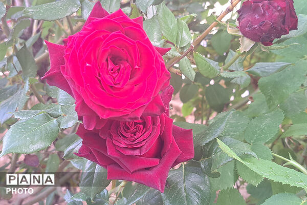 گل‌های زیبای بهاری