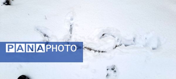 شهر نیشابور سفید پوش شد 