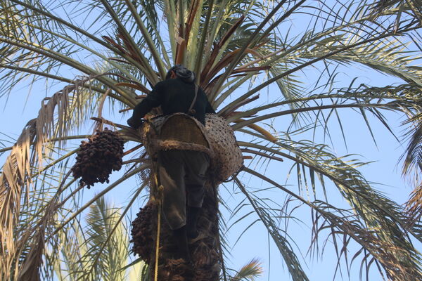 برداشت خرما در منطقه آب پخش
