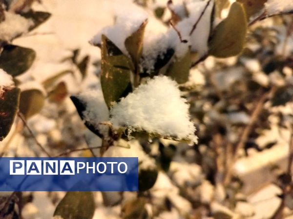 برف میهمان کاشمر شد