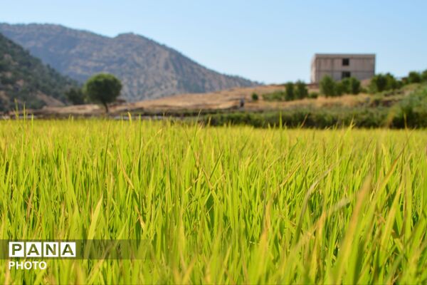 شالیزارهای پلبریده
