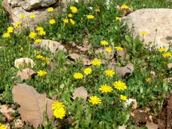 رومشکان گوهر پنهان طبیعت در نوروز ۱۴۰۴