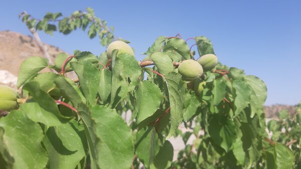 میوه‌های رنگارنگ در لردگان 