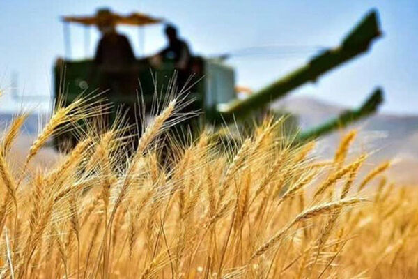 پرداخت ۴ هزار و ۵۰۰ میلیارد ریال از مطالبات گندمکاران سمنان