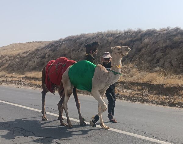 گام هایی از جنس عشق به امام رضا (ع)