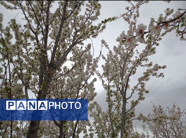 شکوفه‌ درختان، آمدن بهار را مژده می‌‌دهند