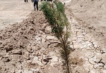 کاشت درخت در سایۀ قنات زارچ