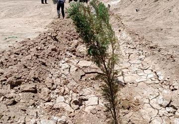 کاشت درخت در سایۀ قنات زارچ