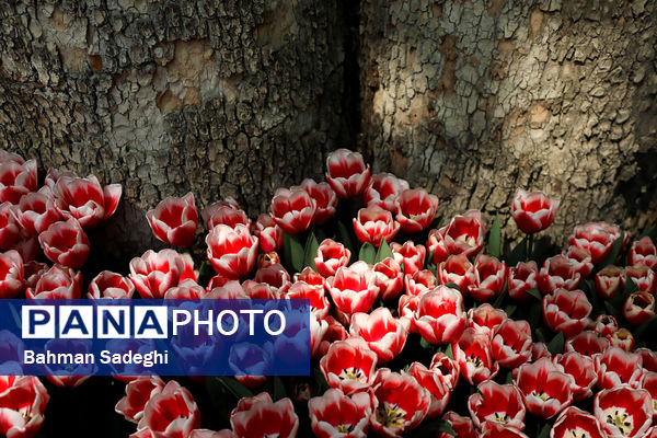 فصل لاله‌ها در بوستان باغ ایرانی