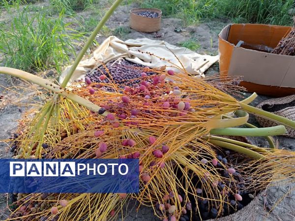 برداشت خرما در شهر رویدر 