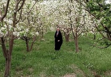 جادوی بهار در کلاته رودبار؛ شکوفایی طبیعت و آغاز دوباره زندگی