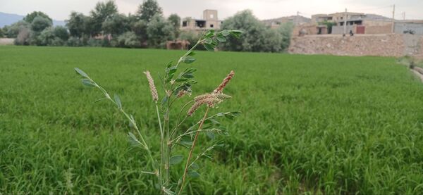 برنج‌کاری در لردگان؛ نماد زندگی و فرهنگ محلی