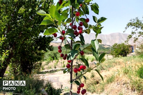 فصل چیدن یاقوت های چشم نواز در شهر بار نیشابور-۱