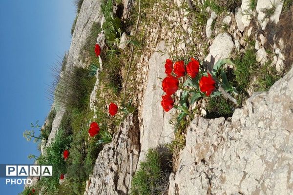آلبوم تصویری از طبیعت زیبای شهر بار در اردیبهشت‌ماه  ۱۴۰۵ـ۲