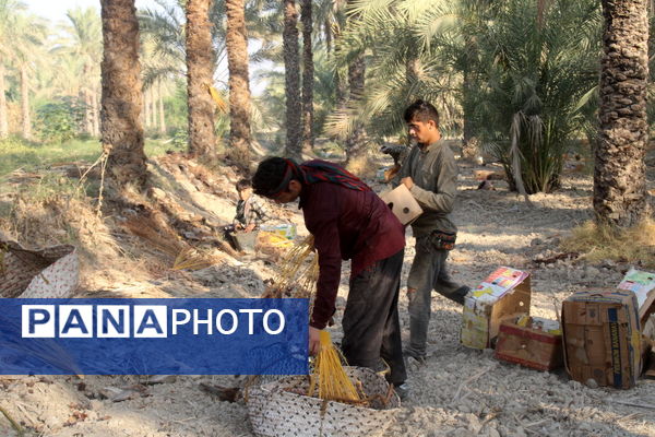 برداشت خرما در منطقه آب پخش