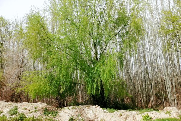 بهار، آغاز دوباره‌ی زندگی طبیعت 