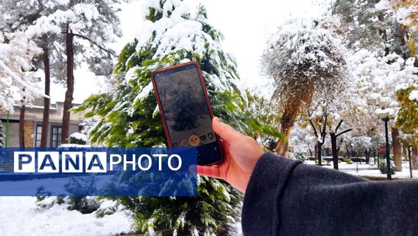 درختان طلایی ، سفید پوش شدند 