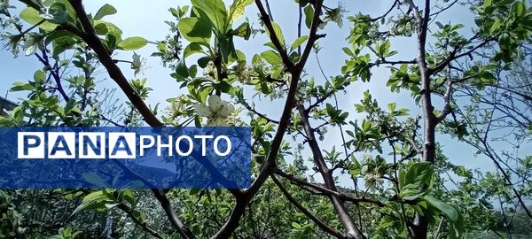 شکوفه‌های بهاری در شهرستان سملقان