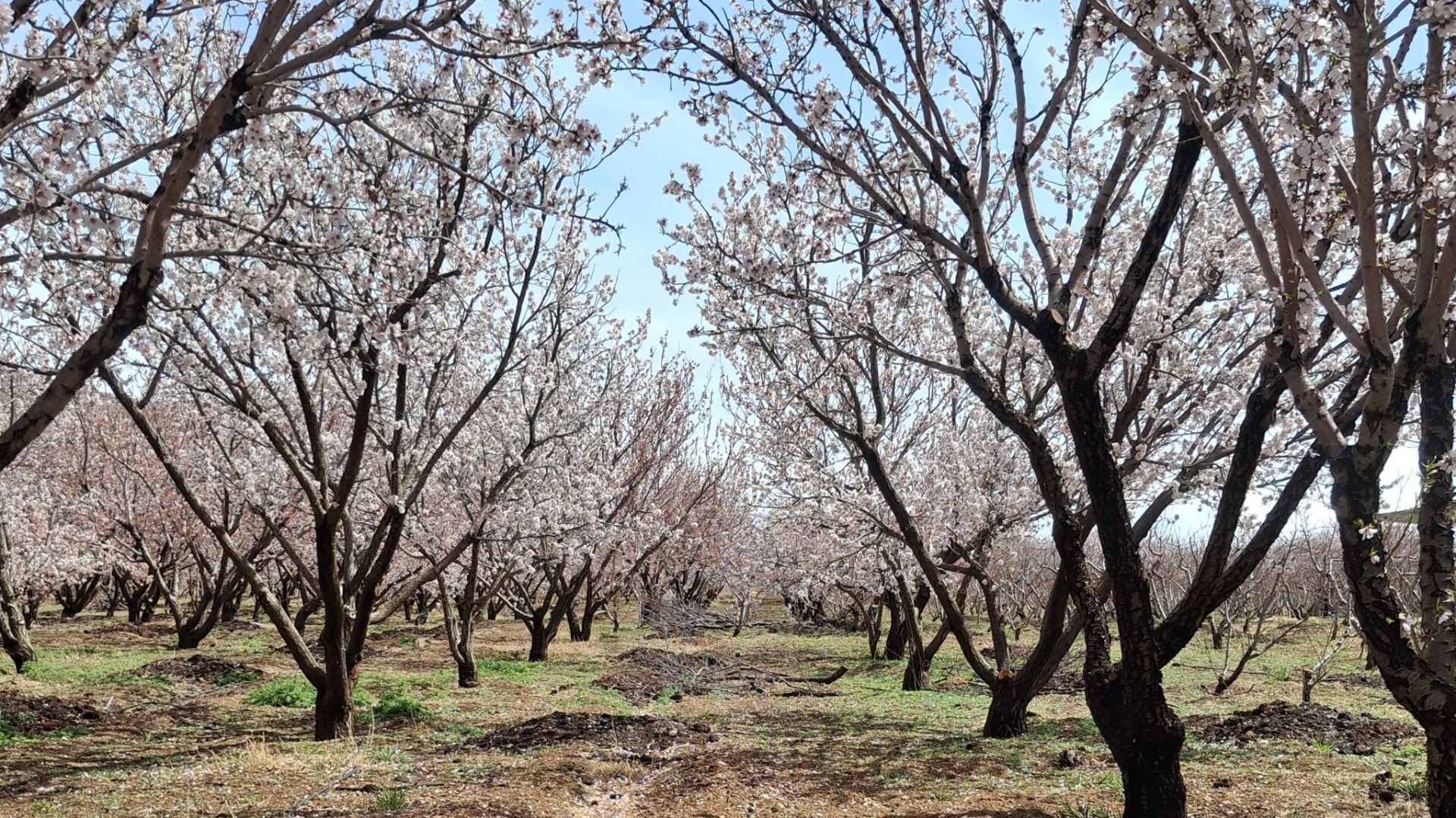 چهره بهاری شهرستان سامان
