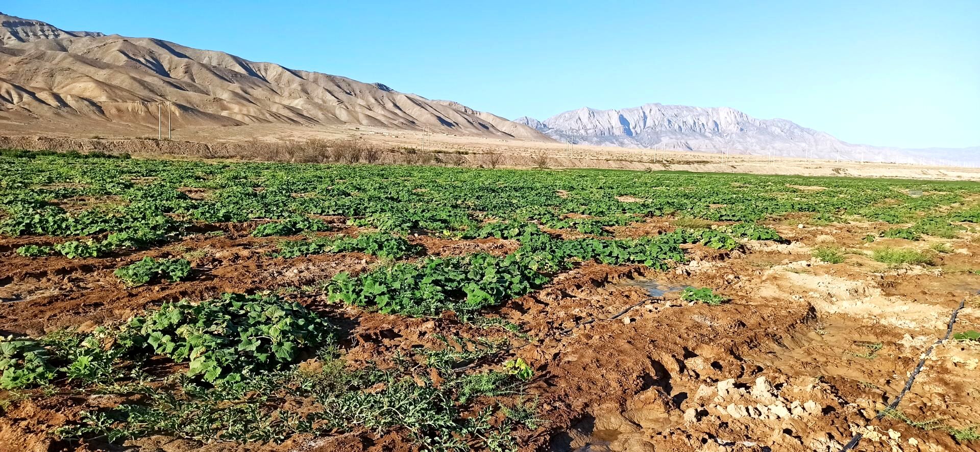 کاشت آزمایشی خیار با بذر خارجی در روستای رباط عشق آغاز شد