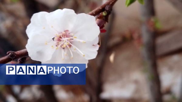 منظره زیبای بهاری در سربیشه