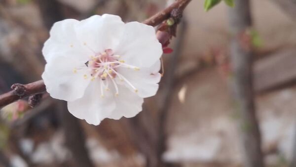 منظره زیبای بهاری در سربیشه