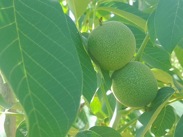 میوه‌های خوش‌رنگ و لعاب بهاری در روستای مارکده