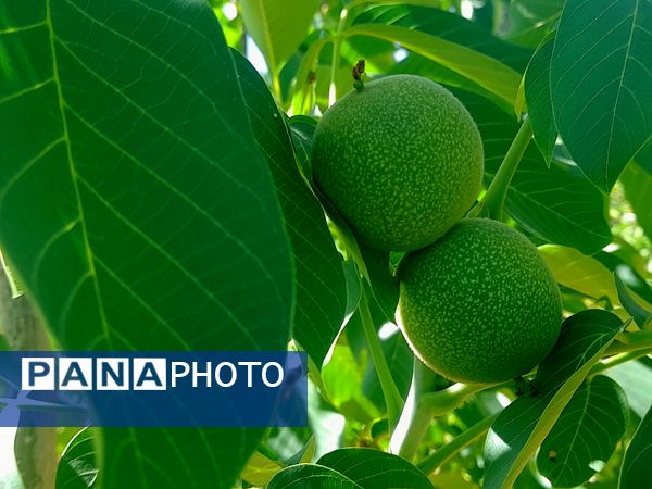 میوه‌های خوش‌رنگ و لعاب بهاری در روستای مارکده