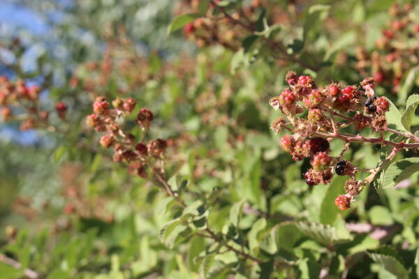 روستای کریک، ماسوله جنوب