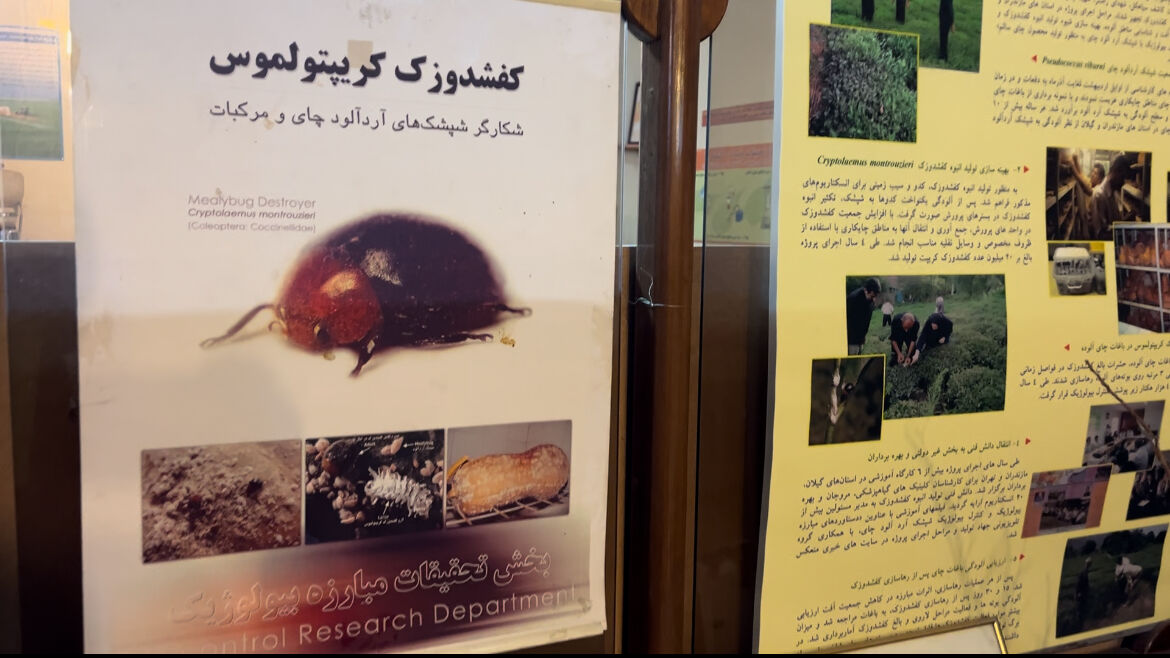 کنترل آفت مرکبات با قدرت طبیعت؛ راهکارهای بیولوژیکی در میدان عمل