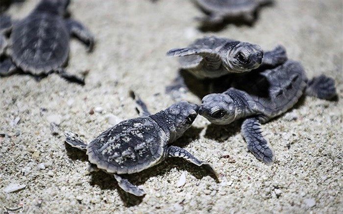 تصاویر/ تولد لاک‌پشت‌های پوزه عقابی در جزیره کیش