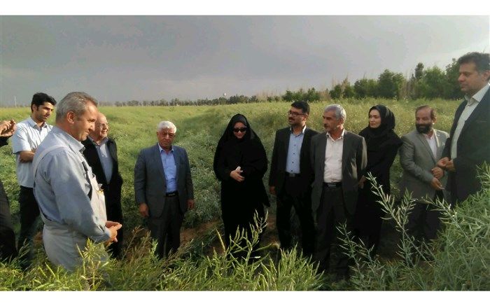 ۳ میلیون تن گندم بصورت تضمینی از کشاورزان کشور خریداری شد