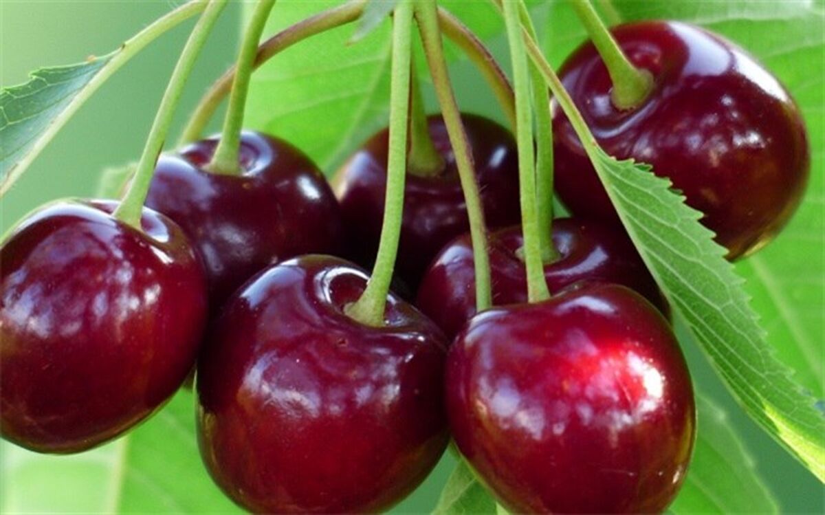 اشنویه میزبان جشنواره ملی گیلاس