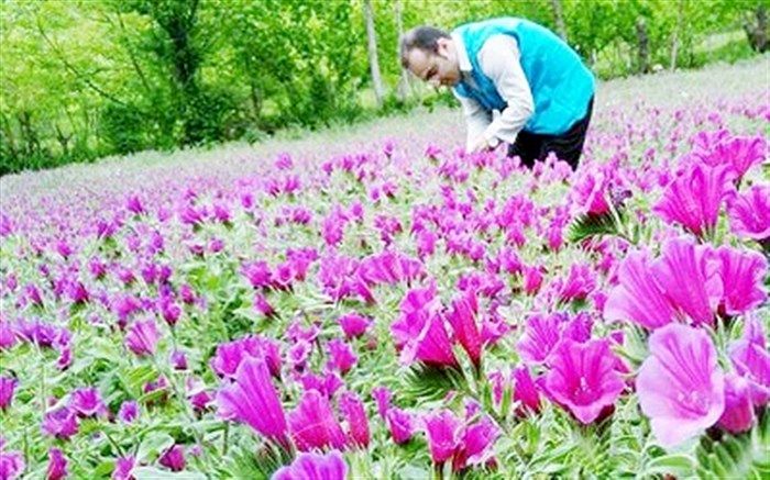 نسخه ای طبیعی که دوای درد بیکاری و معضلات امروزی است