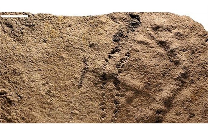 کشف قدیمی‌ترین جای پا در جهان + تصویر