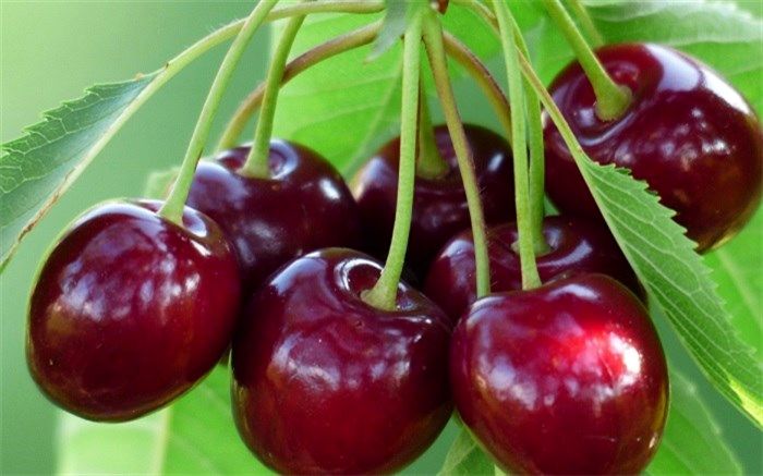 پیش بینی برداشت بیش از هزار  و 200 تن گیلاس در اشنویه