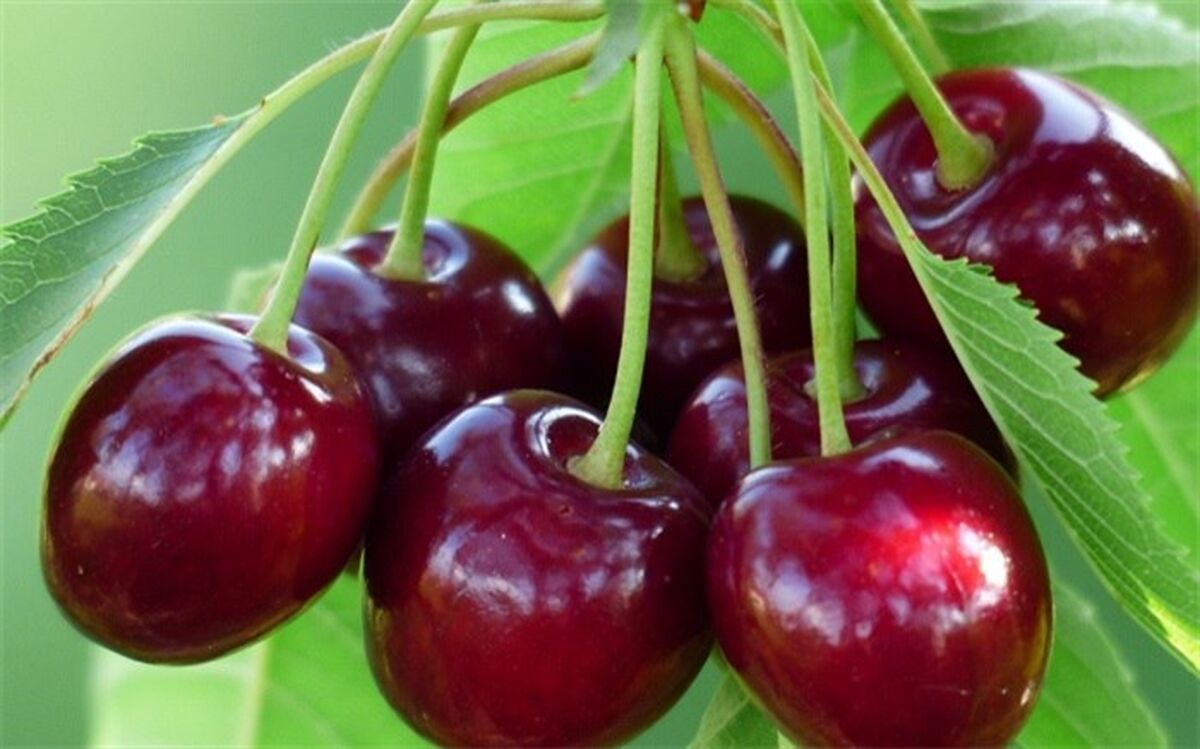 پیش بینی برداشت بیش از هزار  و 200 تن گیلاس در اشنویه