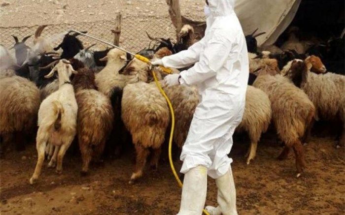 واکسیناسیون بیش از 12 هزار راس دام شهرستان نهبندان علیه بیماری طاعون نشخوارکنندگان کوچک