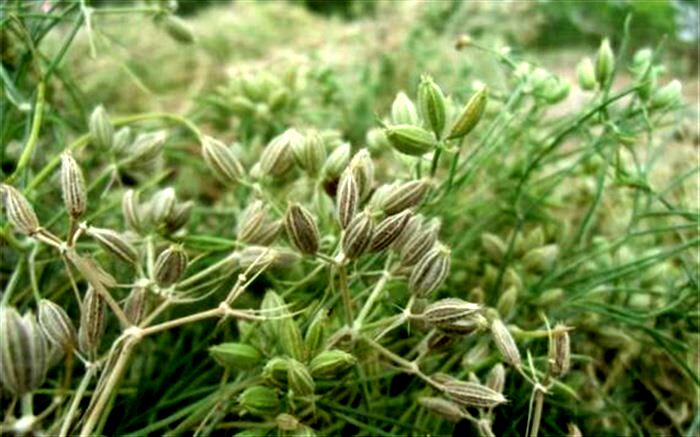 برداشت زیره سبز از اراضی شهرستان نظرآباد کلید خورد