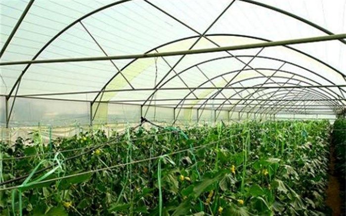 ریشه سست بازاریابی در گلخانه های خضری دشت بیاض
